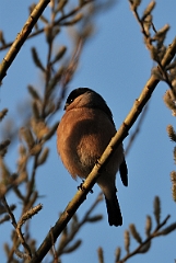 David Plant Photography - Wildlife Photographer - Bullfinch female - E